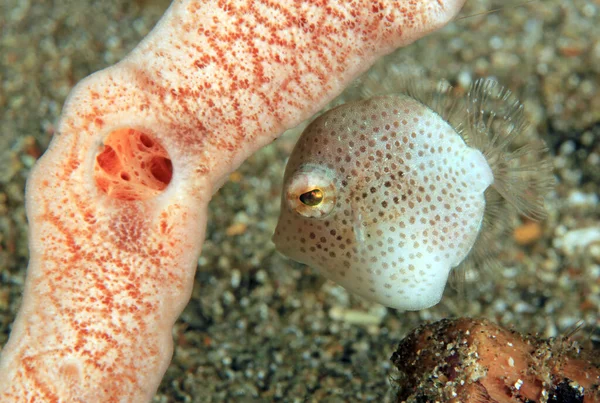 南方侏儒皮夹克 Brachaluteres Jacksonianus 在珊瑚下 菲律宾Anilao — 图库照片