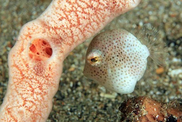 Chaqueta Cuero Pigmeo Del Sur Brachaluteres Jacksonianus Bajo Coral Anilao — Foto de Stock