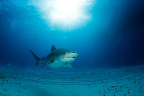 Tiburón Tigre Galeocerdo Cuvier Acercándose Sobre Fondo Arena Con Sol — Foto de Stock