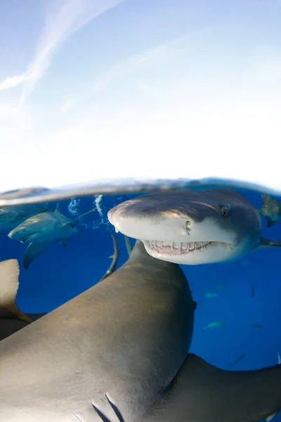 Λεμόνι Καρχαρίες Negaprion Brevirostris Στην Επιφάνεια Split Shot Παραλία Τίγρης — Φωτογραφία Αρχείου