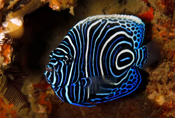 Emperador Juvenil Angelfish Pomacanthus Imperator Tofo Mozambique — Foto de Stock