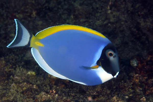 Powder Blue Tang Acanthurus Leucosternon Tofo Mozambique — Stock Photo, Image