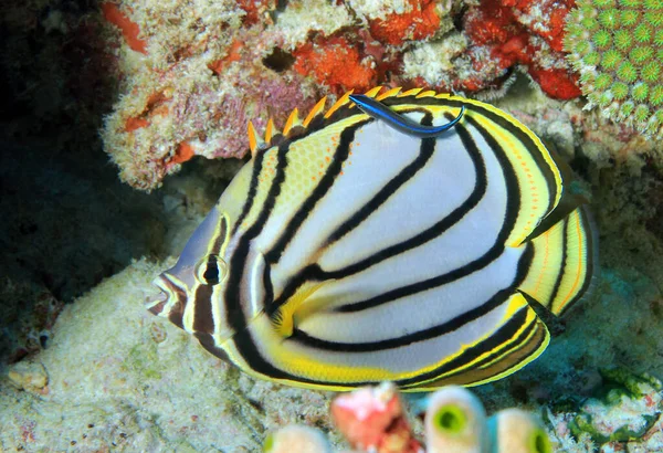 Meyers Butterflyfish 马尔代夫South Ari Atoll — 图库照片