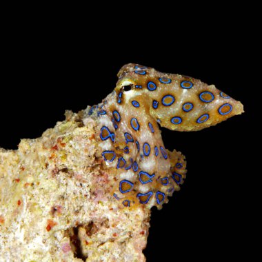 Büyük Mavi Halkalı Ahtapot (Hapalochlaena lunulata). Raja Ampat, Batı Papua, Endonezya