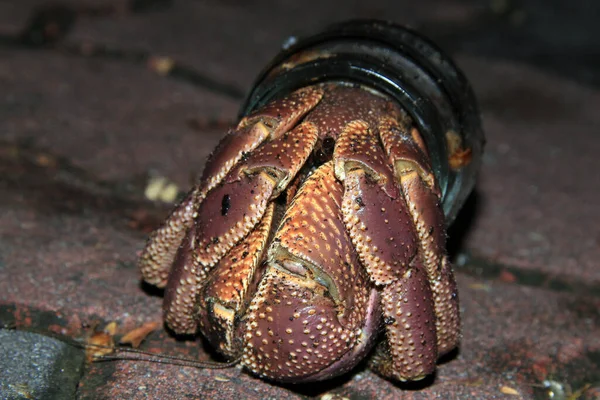 Hermit Crab Encontrou Novo Lar Jarro Vidro Sun Island Nalaguraidhoo — Fotografia de Stock