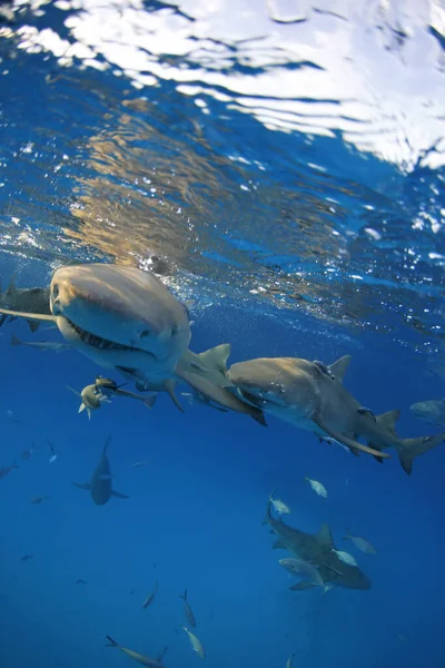 Lemon Sharks Negaprion Brevirostris Logo Abaixo Superfície Split Shot Tiger — Fotografia de Stock