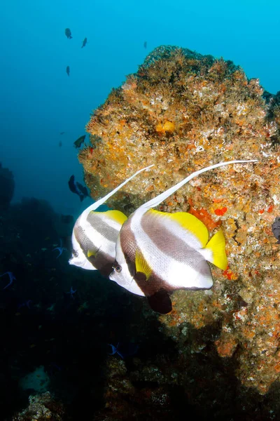 Два Види Роду Penant Coralfish Heniochus Acuminatus Тофо Мозамбік — стокове фото