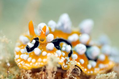 Ocellated Wart Slug (Phyllidia ocellata). Triton Körfezi, Batı Papua, Endonezya