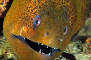 Dev Moray 'in (Gymnothorax javanicus) yakın çekimi. Triton Körfezi, Batı Papua, Endonezya
