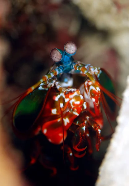 Nahaufnahme Einer Pfauenauge Odontodactylus Scyllarus Aka Harlekin Mantis Shrimp Triton — Stockfoto