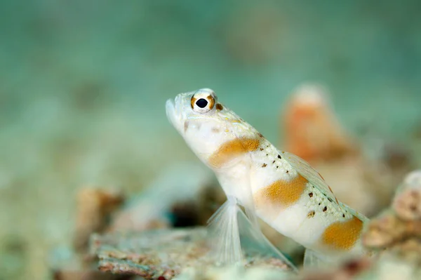 レドマージン シュリンプゴビー Amblyeleoris Rubrilimitata インドネシア西パプア州トリトン湾 — ストック写真