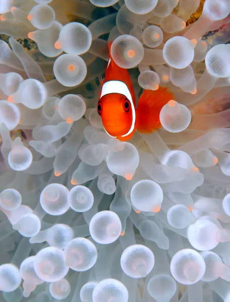 Młode Kręgosłup Anemonefish Premnas Biaculeatus Alias Maroon Clownfish Anemone Zatoka — Zdjęcie stockowe