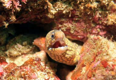 mücevherli moray