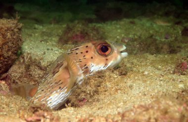 uzun boyun porcupinefish
