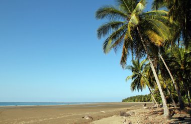 Marino Ballena