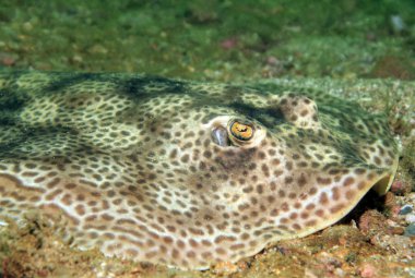 yuvarlak stingray