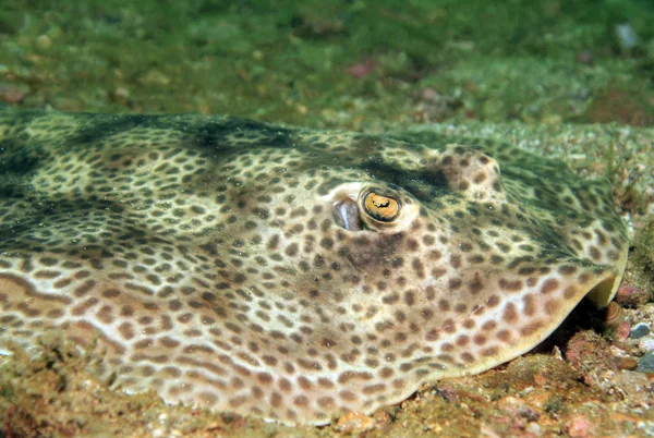 Yuvarlak stingray — Stok fotoğraf