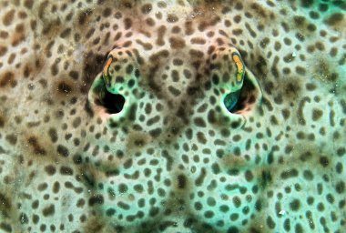yuvarlak stingray