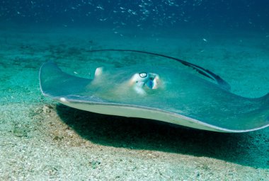 Güney stingray