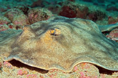 yuvarlak stingray