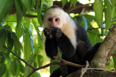 White-faced Capuchin clipart