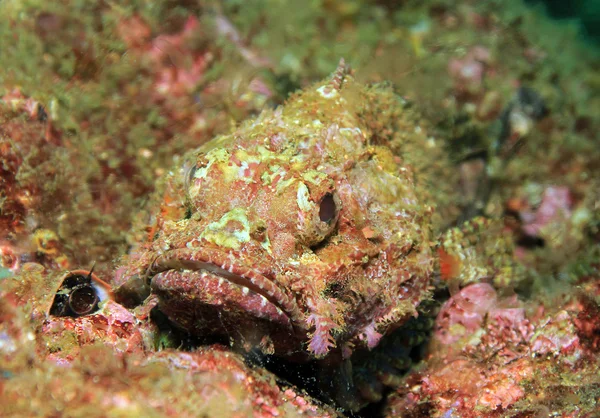 Pacyfiku Scorpionfish Orlik — Zdjęcie stockowe