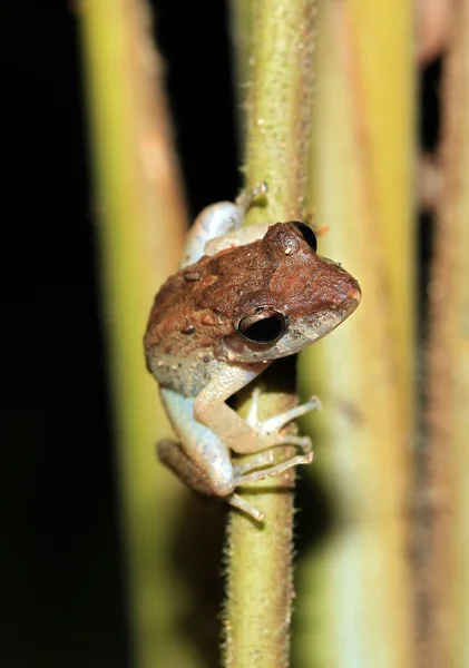 Rana su una paglia — Foto Stock