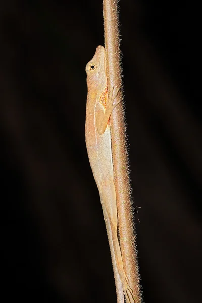 Esbelta Anole —  Fotos de Stock