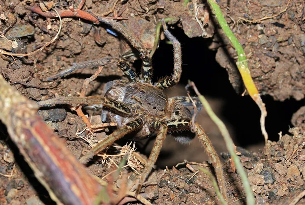 Spinne — Stockfoto