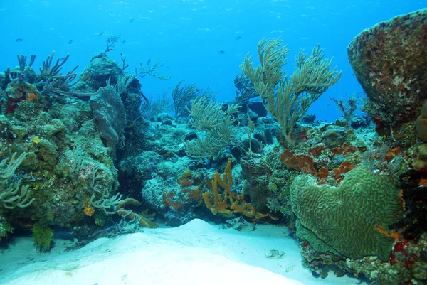 Arrecife de coral — Foto de Stock