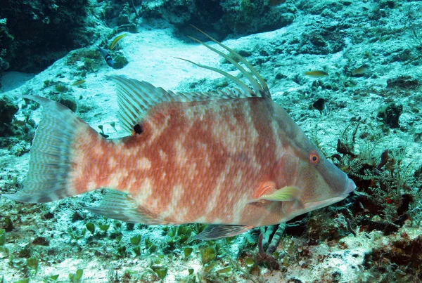 Hogfish — ストック写真