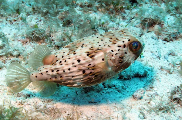 Pesce porcospino a spina lunga — Foto Stock