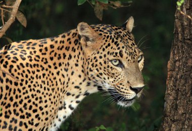leopar