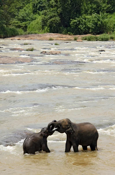 Elephants Trunk Wrestling in the River — Stock Photo, Image