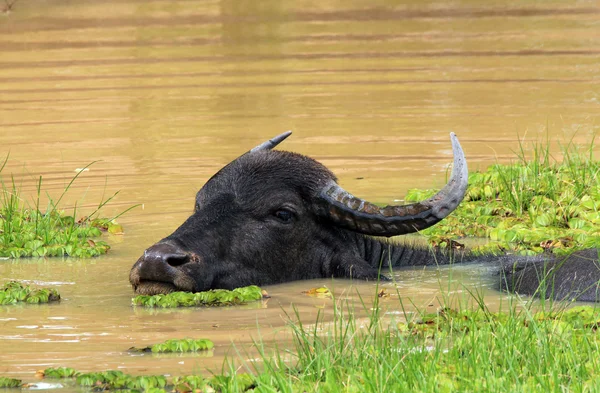 Asiatiska vattenbuffel — Stockfoto