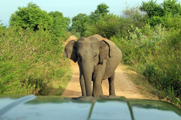 Elefante bloqueando el camino — Foto de Stock