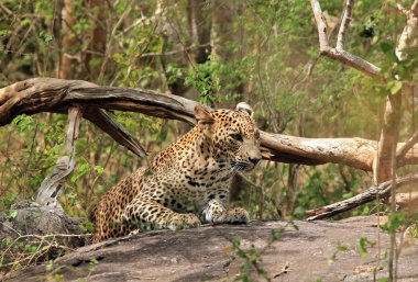 Bush bir taş üzerinde leopar