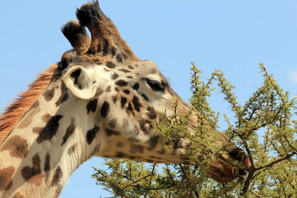 Giraffe Feeding — Stock Photo, Image