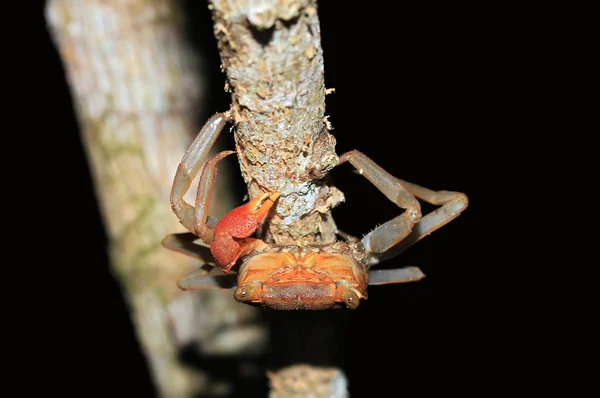 Rainforest baldachim Krab — Zdjęcie stockowe