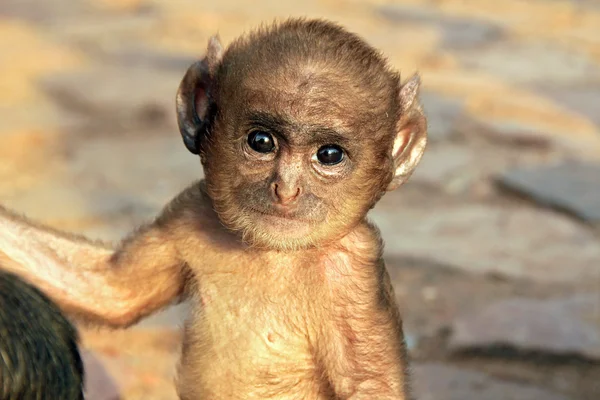 Baby Langur — Stockfoto