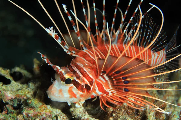 Spotfin Pez león — Foto de Stock