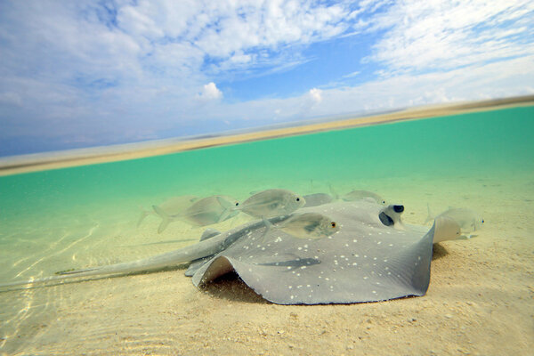 Split-screen View of a Stingray