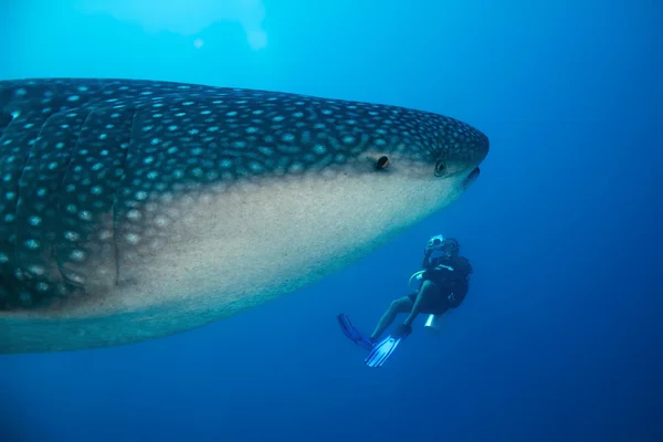 Squalo balena e subacqueo — Foto Stock