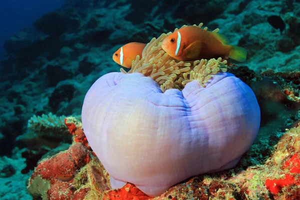 Μαλδίβες Anemonefish σε μια ανεμώνης Φωτογραφία Αρχείου