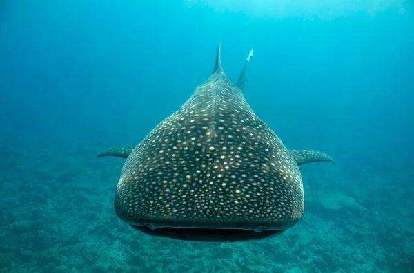 Balina köpekbalığı yaklaşıyor Telifsiz Stok Imajlar