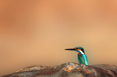 Ortak Kingfisher