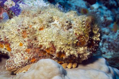 Stonefish