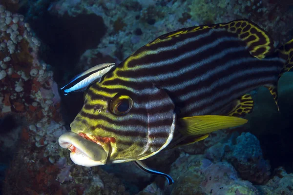 Orientalne sweetlips — Zdjęcie stockowe