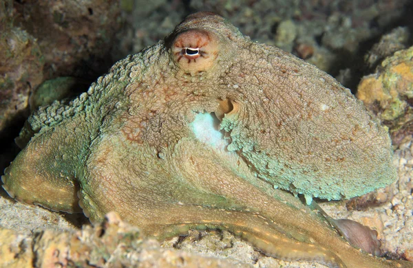 Resif ahtapot — Stok fotoğraf
