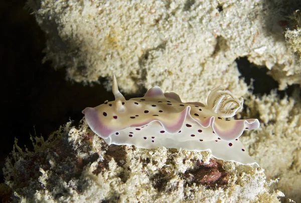 Chromodoris Tritos Stok Fotoğraf